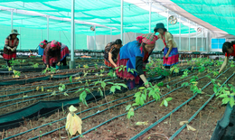 Tạo sinh kế bền vững cho người dân bằng trồng cây dược liệu