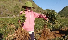 Ph&#225;t triển dược liệu tạo sinh kế cho đồng b&#224;o d&#226;n tộc thiểu số