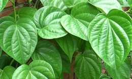 Đau mắt đỏ có dùng lá trầu không để xông, rửa mắt?