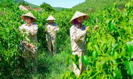 Những t&#237;n hiệu vui trong ph&#225;t triển, chế biến c&#226;y dược liệu ở miền n&#250;i Nghệ An
