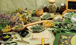 Tổng sản lượng dược liệu sử dụng trong y tế của Việt Nam đạt khoảng 100.000 tấn/năm