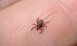 Ve chó chui vào tai người có sao không?
