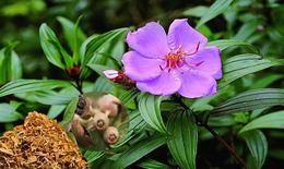 10 bài thuốc tiêu sưng, giảm đau từ cây mua