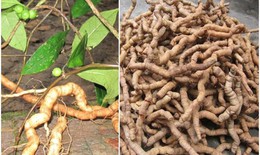 C&#225;ch d&#249;ng ba k&#237;ch bổ thận tr&#225;ng dương, giảm đau lưng