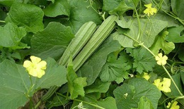 Bài thuốc chữa bệnh từ cây mướp khía