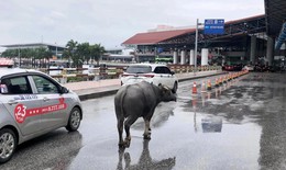 Cảng vụ h&#224;ng kh&#244;ng miền Bắc n&#243;i g&#236; về vụ tr&#226;u đi lạc v&#224;o s&#226;n bay Nội B&#224;i?