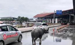 Tr&#226;u đi lạc tại nh&#224; ga s&#226;n bay Nội B&#224;i