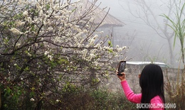 Hoa mận nở trắng đồi tô điểm sắc xuân trên bản người Mông