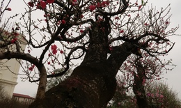 Những gốc đào cổ thụ 'đổ bộ' xuống phố