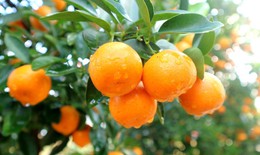 9 bài thuốc chữa bệnh từ cây quất