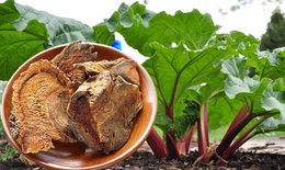 Hai bài thuốc giúp điều hòa tỳ vị hỗ trợ tiêu hóa trong ngày Tết