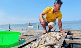 Gia Lai: Điều tra nguy&#234;n nh&#226;n c&#225; nu&#244;i chết h&#224;ng loạt tr&#234;n hồ thủy lợi Ia Mơ