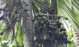 Giá cau tăng cao, khuyến cáo người dân không ồ ạt trồng mới