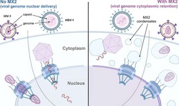 Khám phá ra cách một loại protein chống lại HIV và herpes