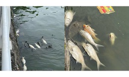 Cá chết bốc mùi hôi thối ở Hồ Tây