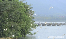 M&#227;n nh&#227;n trước cảnh tượng chim bay rợp trời ở Tam Ch&#250;c