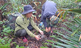 Di chuyển gần 50 km đường rừng để &#39;ph&#225; bẫy&#39; cứu động vật hoang d&#227;