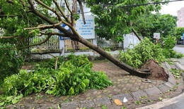 Truy t&#236;m nh&#224; thầu trồng c&#226;y xanh c&#242;n nguy&#234;n bầu bọc rễ để y&#234;u cầu trồng lại