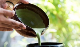 Loại đồ uống người Nhật hay sử dụng để ngừa ung thư, sống thọ 
