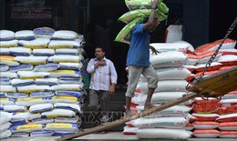 Thị trường nông sản: Giá gạo xuất khẩu của Ấn Độ ổn định gần mức thấp nhất trong 15 tháng