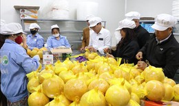 Xuất khẩu bưởi H&#242;a B&#236;nh sang thị trường EU