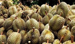 Xuất khẩu rau quả c&#243; thể lập kỷ lục mới 7,5 tỷ USD