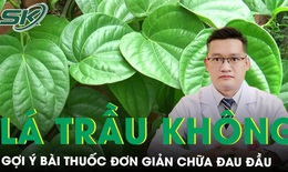 Gợi &#253; b&#224;i thuốc hay từ l&#225; trầu kh&#244;ng trị chứng đau đầu