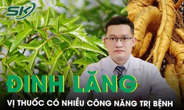 Đinh lăng - vị thuốc có nhiều công năng trị bệnh và lưu ý khi sử dụng