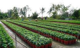 Lo thua lỗ, nhà vườn giảm số lượng hoa Tết