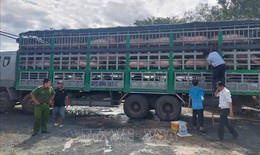 Bắt quả tang 3 xe tải vận chuyển 531 con lợn nhập lậu về Việt Nam