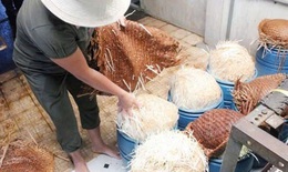 Hoá chất gì mà khiến giá đỗ phát triển nhanh như ‘thổi’, cách nào nhận biết giá đỗ sạch?