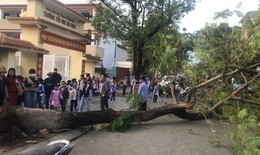 Phụ huynh hoảng hốt chứng kiến cây phượng bất ngờ đổ trong giờ tan học