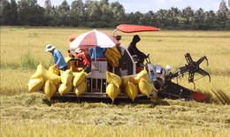 Xuất khẩu gạo đạt kỷ lục trên 5,3 tỷ USD