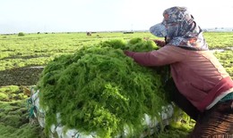 Mùa vớt 'lộc biển' ở Ninh Thuận
