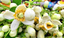 Mùa hoa bưởi về, tiểu thương 'bỏ túi' tiền triệu mỗi ngày nhờ bán hoa