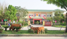 Bò thả rông nghênh ngang giữa phố: Người đứng đầu phải chịu trách nhiệm