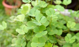 Rau bợ nước mọc hoang chữa nhiều bệnh
