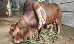 Độc lạ bò 6 chân, 2 đuôi bên cạnh suối cá thần