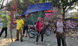 Cận Tết, tiểu thương như 'ngồi trên lửa' khi đào quất ế ẩm