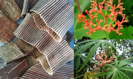 Trà đỗ trọng tang ký sinh giúp hạ huyết áp