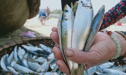 Ngư d&#226;n H&#224; Tĩnh tr&#250;ng đậm c&#225; tr&#237;ch