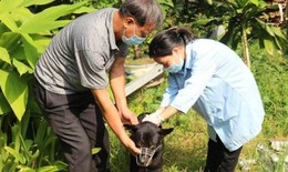 Thanh H&#243;a: Khoảng 10.000 người phải điều trị dự ph&#242;ng bệnh dại h&#224;ng năm