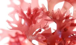 Góc nhìn chuyên gia: Lựa chọn canxi tự nhiên trong phục hồi và cải thiện xương khớp