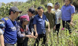 Người phụ nữ trồng hơn 3.200 cây thuốc phiện trong rừng