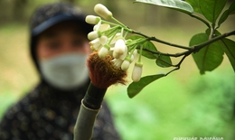 Nông dân thay ong bướm 'se duyên' cho bưởi