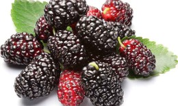 7 điều ki&#234;ng kỵ khi ăn quả d&#226;u tằm