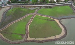Sen Bách Diệp 'tái xuất' ở hồ Đầm Đông