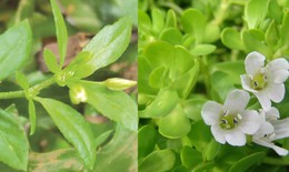 Rau đắng đất trị bệnh gì?