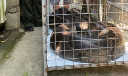 Giao nộp trăn 'khủng' dài 5,2m, nặng 85kg đi lạc nhiều năm cho kiểm lâm