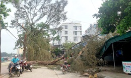 Dông lốc nhấn chìm 8 tàu thuyền ở đảo Cô Tô